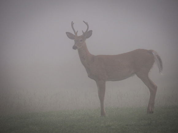 Deer in the Fog - August, 2013