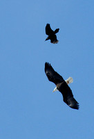 Waltz of the Raven & Eagle
