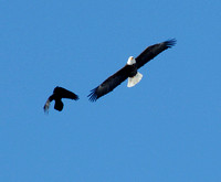 Waltz of the Raven & Eagle