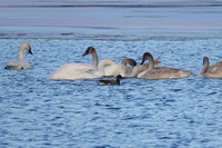 Trumpeter Swans and Brant
