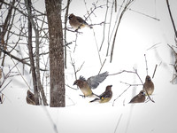Cedar Waxwings in Winter