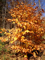 Fall at Wheeler's Sugarbush