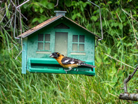 Black-headed Grosbeak