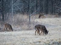 Survivors of Hunting Season - Nov 29, 2014