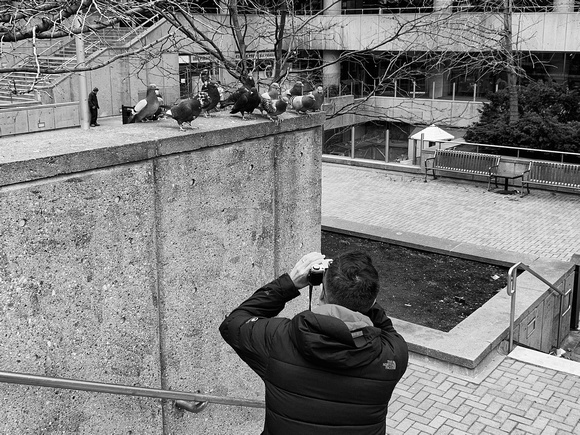 Shooting Pigeons