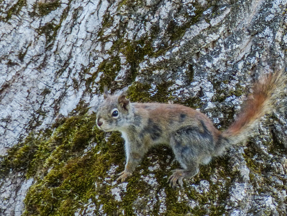 Ragged Red Squirrel