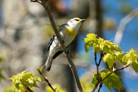 Brewster's Warbler Hybrid