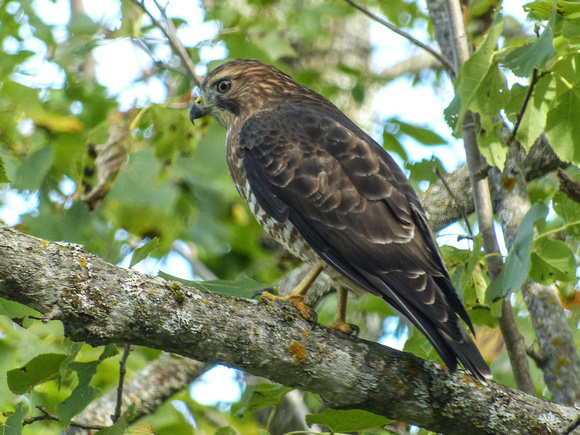 Juvenile Broad-winged Hawk