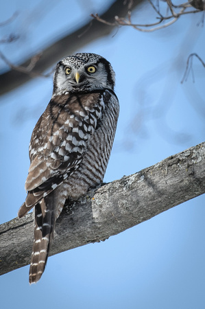 Northern Hawk Owl, Lanark County