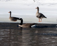 Greater White Fronted Goose