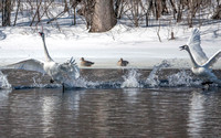 Trumpeter Swans & Greater White Fronted Goose