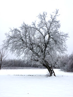 Freezing Rain