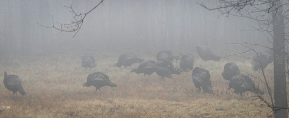 Wild Turkeys in the Fog