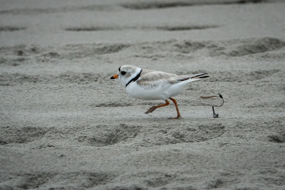Piping Plover (adult)
