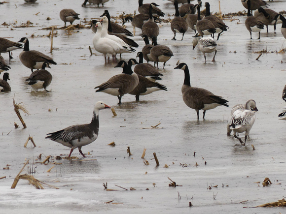 Snow & Canada Geese