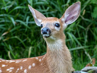 Fawn - July 2014