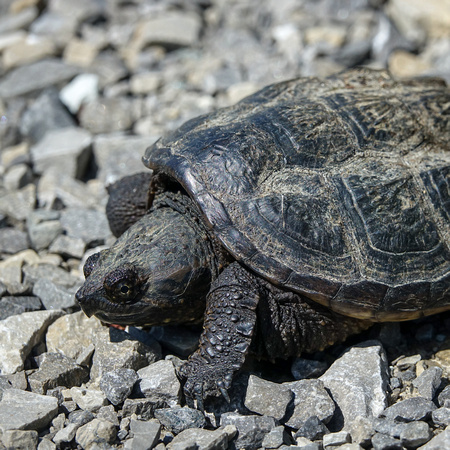 Snapping Turtle, Juvenile
