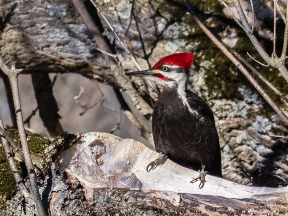 Pileated Woodpecker (male)