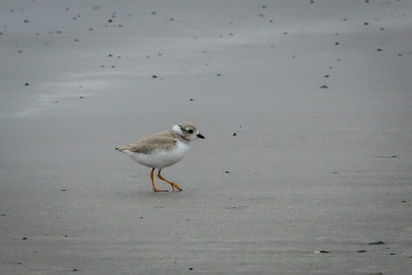 Piping Plover (Juvenile)