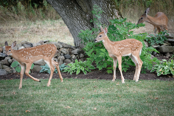 Fawns - Aug. 9, 2011