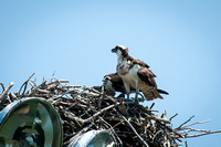 Osprey and Chick - July 2013