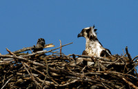 Osprey and Chick - June 2007