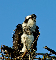 Osprey Juvenile - August 2007