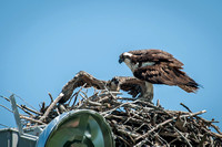 Osprey and Chick - July 2013