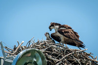 Beckwith Osprey Family