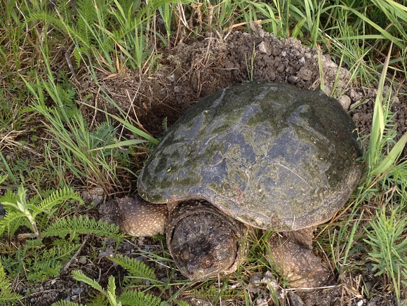 Snapping Turtle Laying Eggs, June 2012