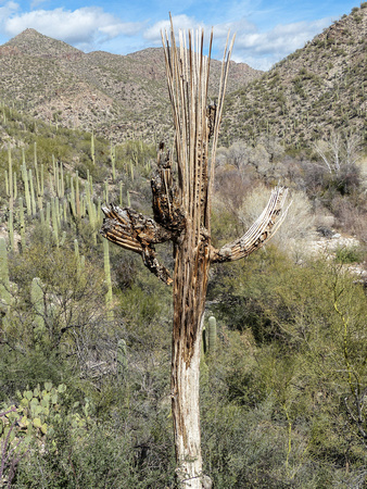Saguaro Cactus (dead)