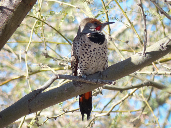 Norther Flicker - Red-shafted