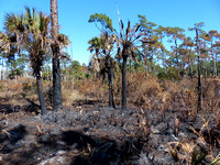 Scorched Trees and plants