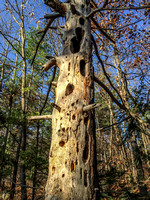 Many Woodpeckers Visited Here