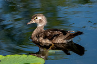 Wood Duck