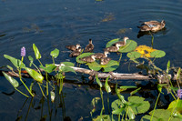 Wood Ducks