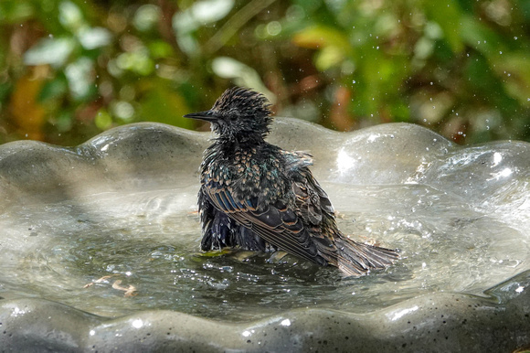 Young European Starling