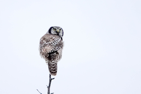 Northern Hawk Owl, Dec 2019