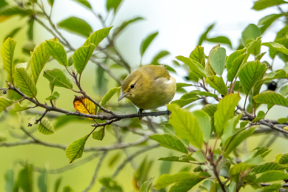 Tennessee Warbler - Fall