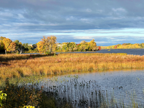 Fall Colours