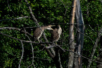 Juvenile Black-crowned Night Heron