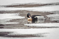 Red-breasted Merganser