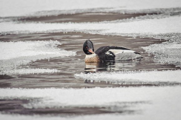 Red-breasted Merganser