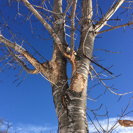 Bark Stripping on a Young Maple
