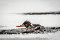 Red-breasted Merganser