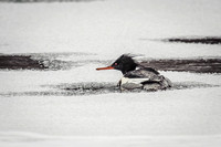 Red-breasted Merganser