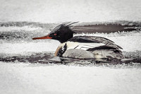 Red-breasted Merganser