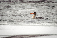 Red-breasted Merganser