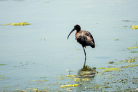 Glossy Ibis