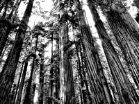 Redwood Forest